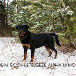 Dog Photo