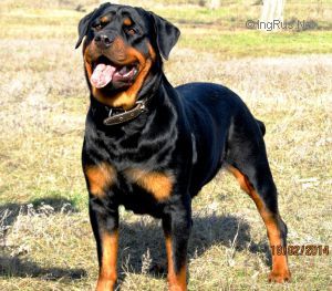 Dog Photo