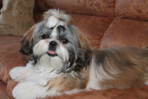 Dog Photo