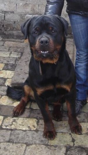 Dog Photo