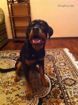 Dog Photo