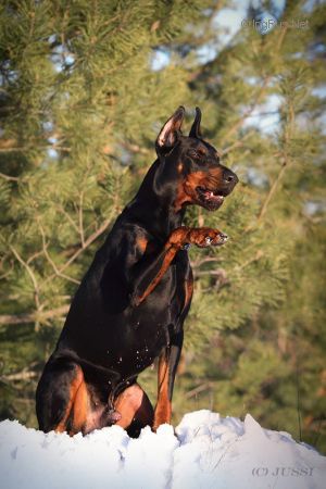Dog Photo