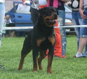 UGO TEREN