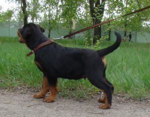 BURZHUY TEREN