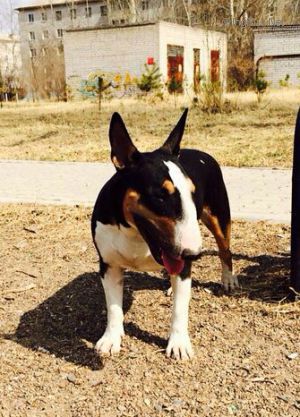 Dog Photo