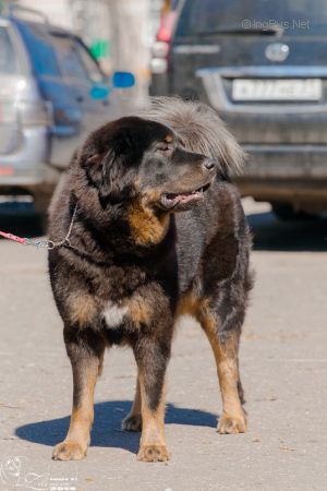 Dog Photo
