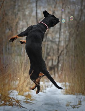 Dog Photo