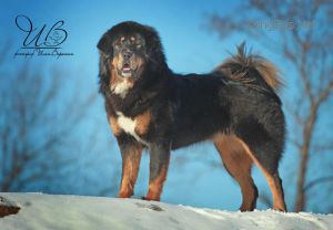 Dog Photo