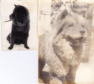 Dog Photo