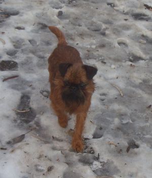 Dog Photo