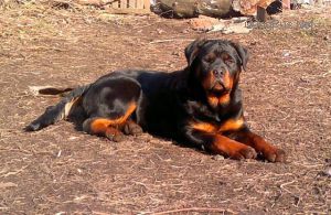 Dog Photo