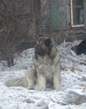 Dog Photo