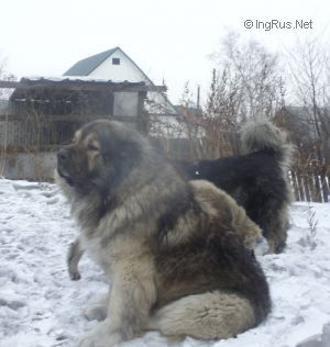 Dog Photo
