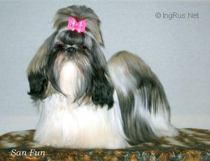 Dog Photo