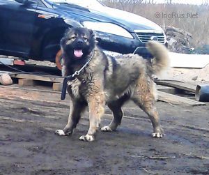Dog Photo