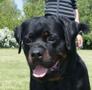 Dog Photo