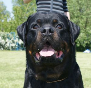 Dog Photo