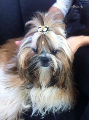 Dog Photo