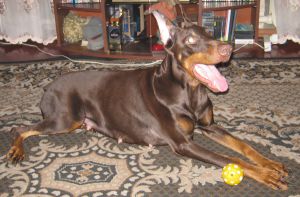 Dog Photo