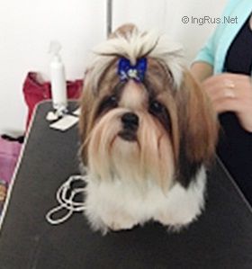 Dog Photo