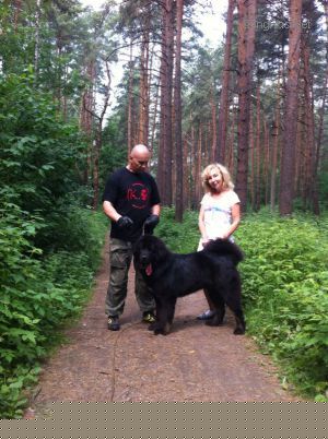 Dog Photo