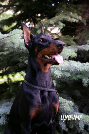 Dog Photo