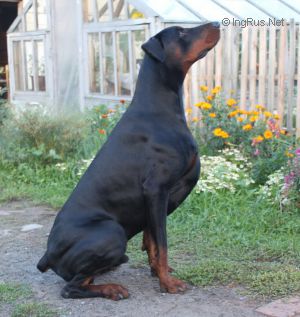 Dog Photo