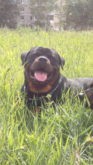 Dog Photo