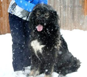 Dog Photo