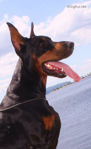 Dog Photo