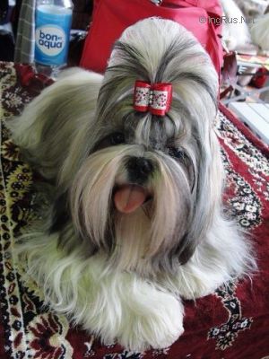 Dog Photo