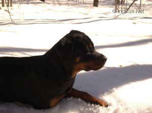 Dog Photo