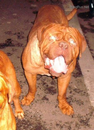 Dog Photo
