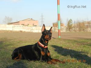 Dog Photo