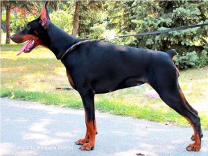Dog Photo