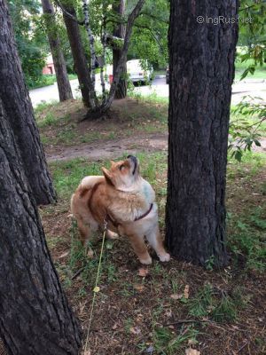 Dog Photo