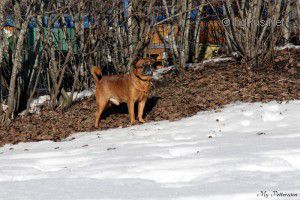 Dog Photo