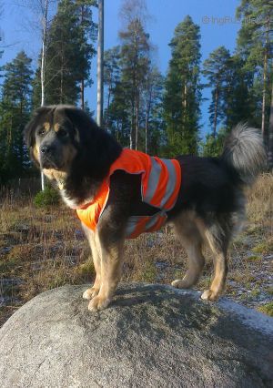 Dog Photo