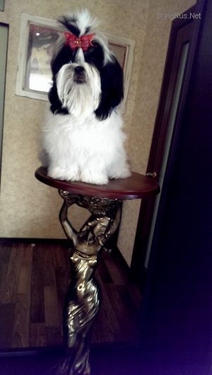 Dog Photo