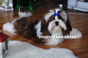 Dog Photo