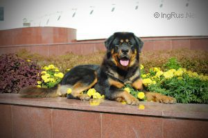 Dog Photo