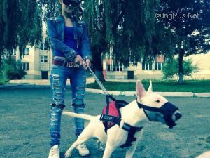 Dog Photo