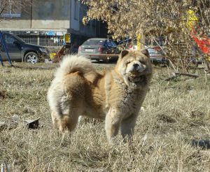 Dog Photo