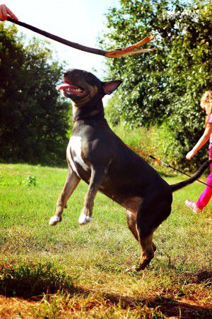 Dog Photo