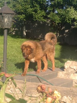 Dog Photo
