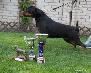 Dog Photo