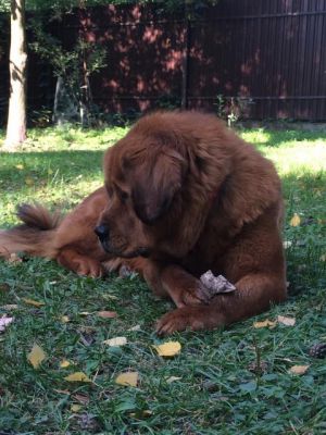Dog Photo