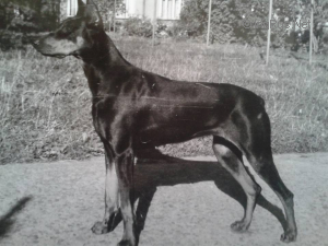 Dog Photo