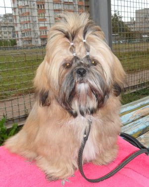 Dog Photo