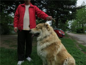 Dog Photo